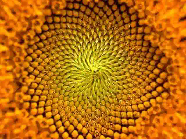 pattern in extreme close up of sunflower