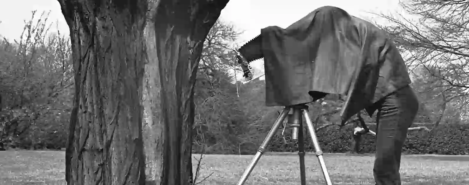 photographer with large bellows camera photogrpahing a tree