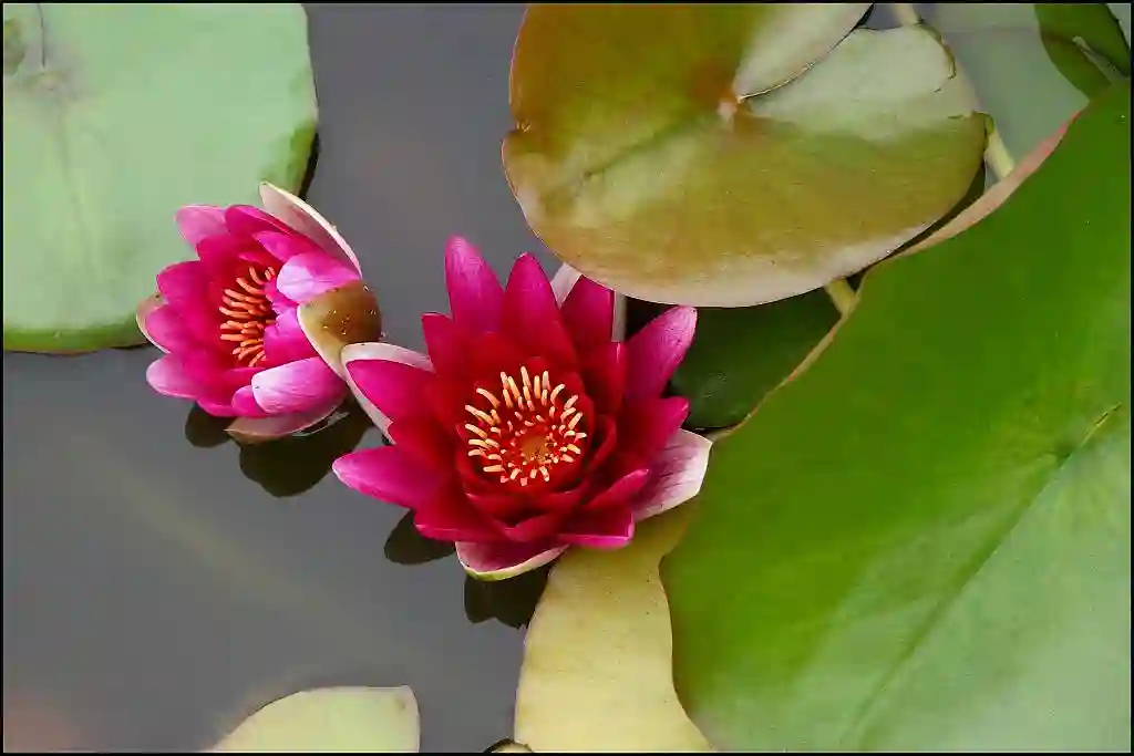 water lily on surface of a pond