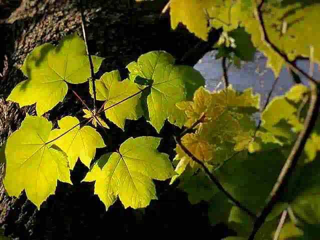 leaf shapes illuminated in the twilight