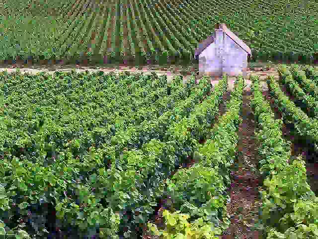 vinyard rows with white hut